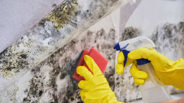 Mold Remediation for Specific Building Types